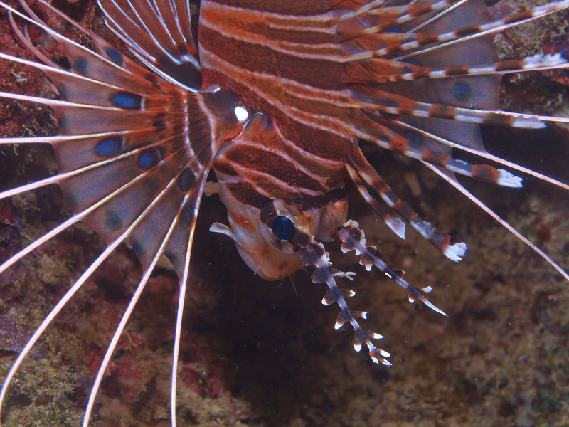 Lion Fish, Dugon Wall